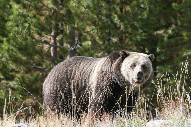 Yellowstone National Park - Full-Day Lower Loop Tour from West Yellowstone - Artist Point and the Grand Canyon of Yellowstone