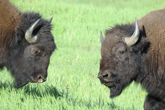 Yellowstone National Park - Full-Day Lower Loop Tour from West Yellowstone - Upper Falls and the power of the Yellowstone River