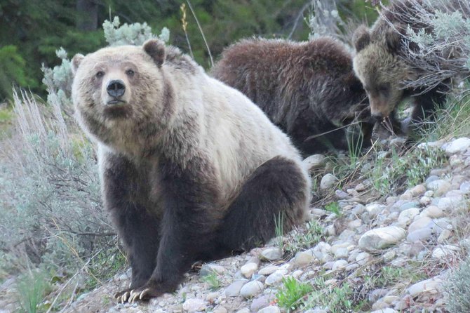 Yellowstone National Park - Full-Day Lower Loop Tour from West Yellowstone - Food, water, and the small-group setup