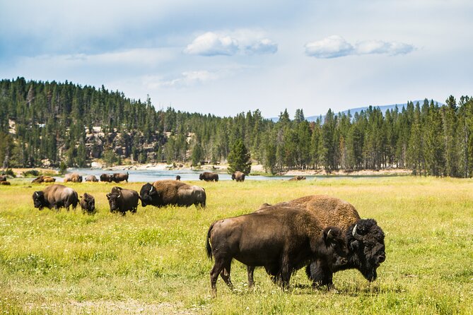 Yellowstone National Park Self-Guided Driving Audio Tour - Fountain Paint Pot and the road toward Norris