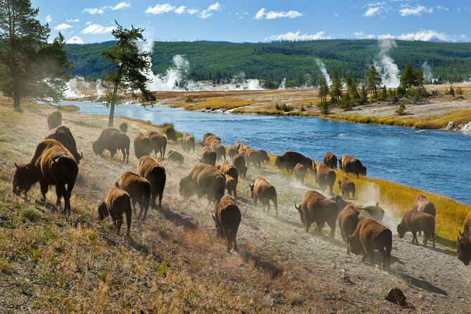 Yellowstone National Park Self-Guided Driving Audio Tour - Lamar Valley and the Northeast Entrance