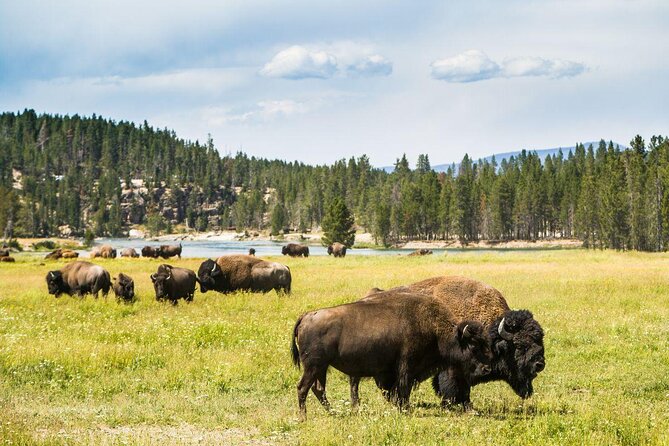 Yellowstone National Park Tour from Jackson Hole - Key points at a glance
