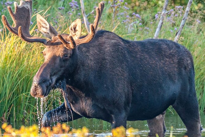 Yellowstone National Park Tour from Jackson Hole - Returning by Grand Teton’s Upper Road