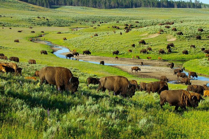Yellowstone National Park Tour from Jackson Hole - Old Faithful gives you two hours to get oriented