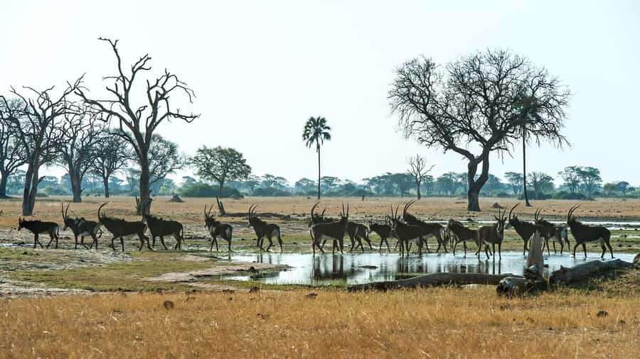 Zambezi National Park Game Drive in a Small Group - Why this short safari works from Victoria Falls