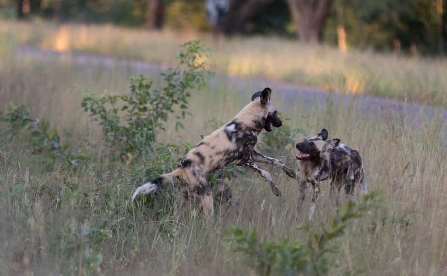 Zambezi National Park Game Drive in a Small Group - The animals you might see
