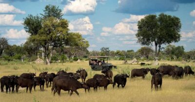 Zambezi National Park Game Drive in a Small Group