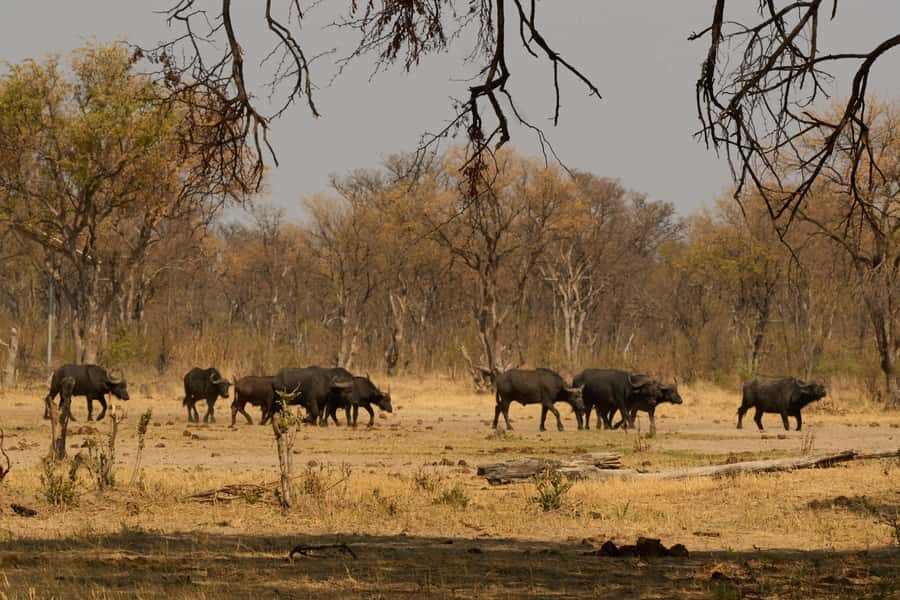 Zambezi National Park Game Drive in a Small Group - Guides make the biggest difference