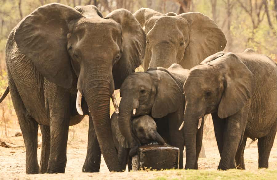 Zambezi National Park Game Drive in a Small Group - Cost, group size, and overall value