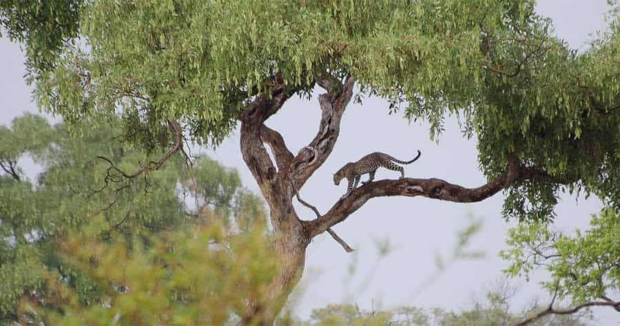 Zambezi National Park Game Drive in a Small Group - Booking details worth knowing