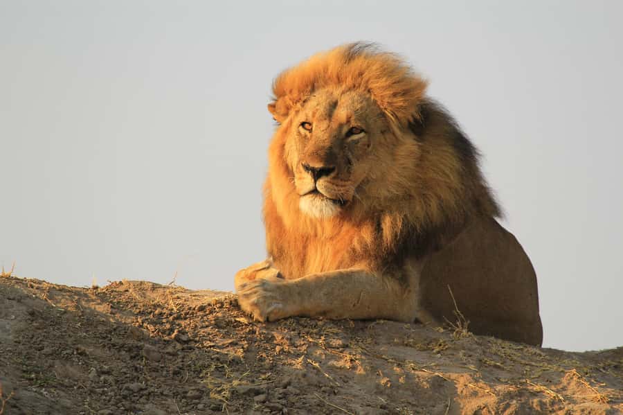 Zambezi National Park Game Drive in a Small Group - Should you book the Zambezi National Park drive?